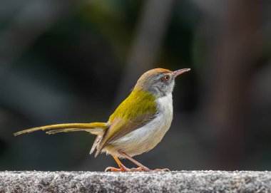 Terzi Kuş duvarda dinleniyor ve ileriye bakıyor