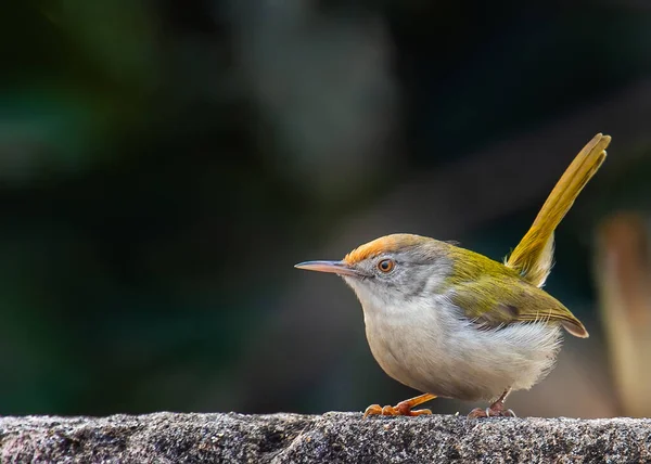 Kuyruklu terzi kuş duvarda oturuyor.