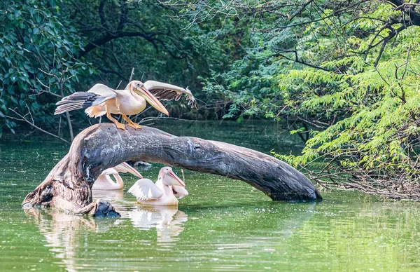 Rosafarbener Pelikan Sitzt Auf Einem Baum Und Sonnt Sich — Stockfoto