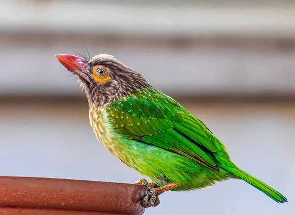 茶色の頭をしたバーベキュー飲料水緑の鳥 — ストック写真