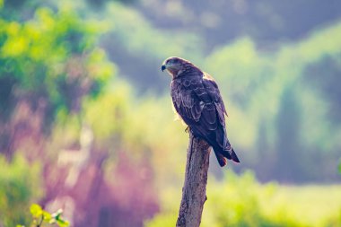 Sırtında siyah uçurtma Bahçede ışık