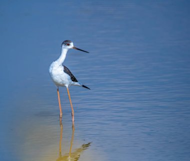 Gölde siyah kanatlı bir stil yiyecek arayışında.