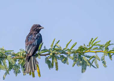 Ağaçta tüneyen siyah bir Drano.