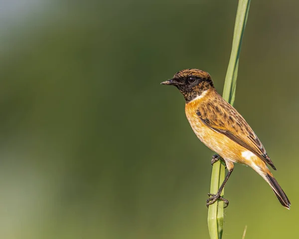 Stone Chat Resting Grass — Stock Photo, Image