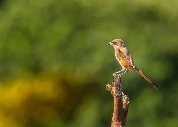 Una Lunga Coda Stridulo Crogiolarsi Mattina Presto Tronco Legno — Foto Stock