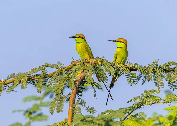 Ett Par Biätare Som Letar Efter Insekter Luften — Stockfoto