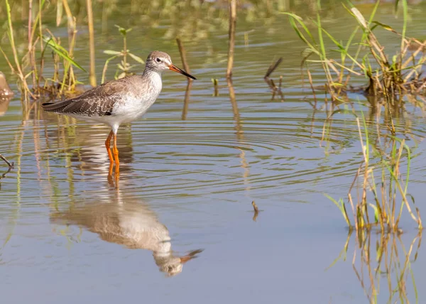 Haste Vermelha Busca Comida Uma Lagoa — Fotografia de Stock