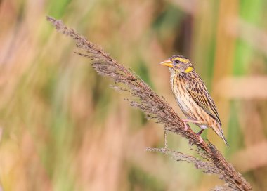 Islak topraklarda bir dalda dinlenen çizgili dokumacı.
