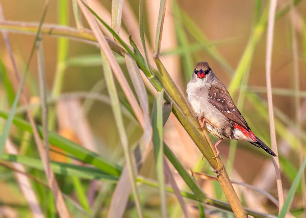 Red Avadavat Hledí Úžinou Kamery Sedí Dlouhé Trávě — Stock fotografie