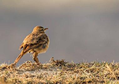 Tarlada sakat bacağı olan bir yer.
