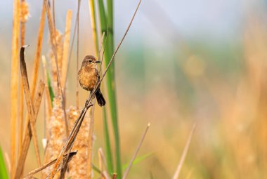 Kuru bir dalda Bush sohbeti
