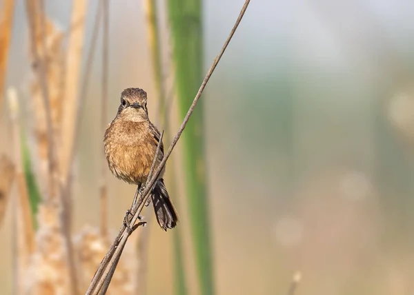 Pied Bush Chat Siedzi Gałęzi Patrzy Kamerę — Zdjęcie stockowe