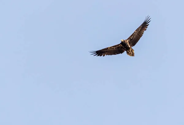 Flying Eurasian Vulture Blue Sky Roaming — Stock Photo, Image