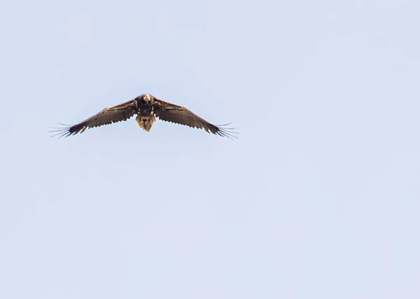 Eurasian Vulture Flying Sky — Stock Photo, Image