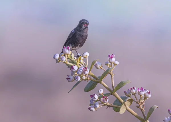 Pied Bush Chat Kwiaciarni Trybie Śpiewu — Zdjęcie stockowe