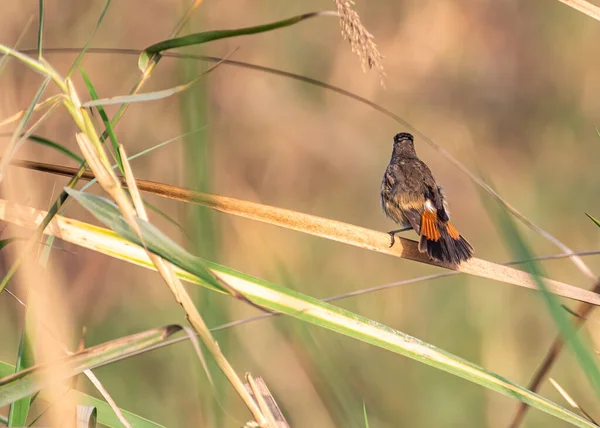 Oiseau Gorge Bleue Ont Une Belle Queue Orange Aussi — Photo