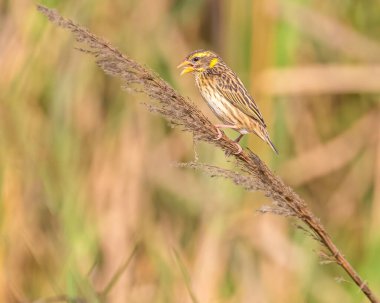 Bitkinin üzerinde çizgili bir dokumacı