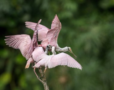 Pembe kaşık Bills ailesi bir ağaçta