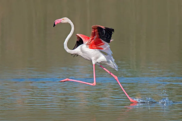 Flamingo Phoenicopterus Roseus Europese Flamingo Die Het Water Stroomt Vliegen — Stockfoto