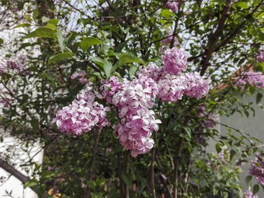 Leylak çiçekleri. Transcarpathia. Ağaçtaki güzel mor leylak çiçekleri.
