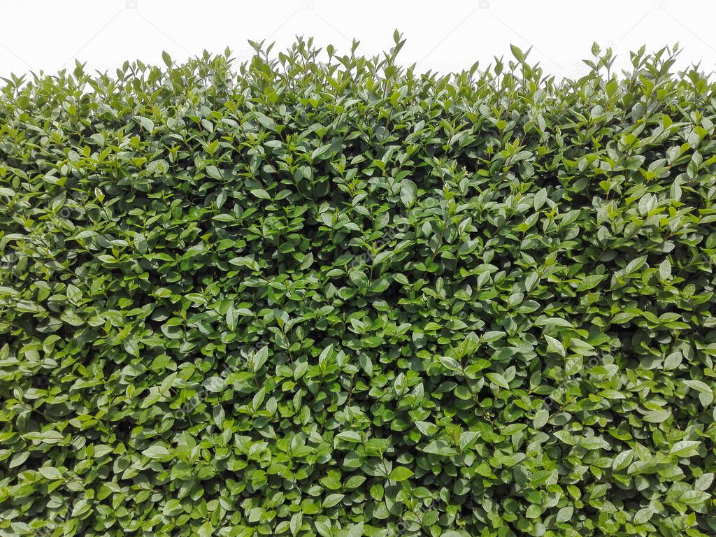 Green garden fence. Green floral wall.