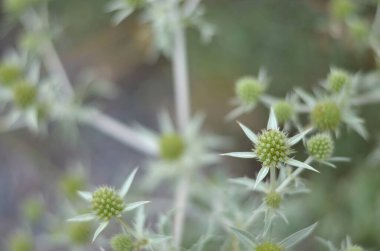 Çimenlerdeki çiçeği kapat.