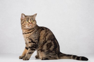 Sağlam bir arka planda İskoç heteroseksüel kedi