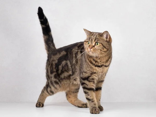 Scottish Straight Cat Solid Background — Stock Photo, Image