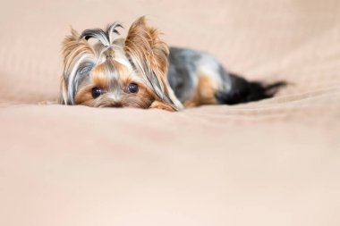 Battaniyede saklanan sevimli küçük köpek.