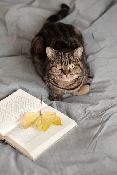 Шотландська Пряма Кішка Лежить Ліжку Поняття Осені — стокове фото