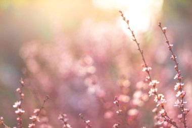 Çiçek açan bahçedeki narin çiçekler. Ekrandaki çiçek ekran koruyucusu. Masaüstü duvar kağıdı. Baharda kiraz çiçekleri. yatıştırıcı renk