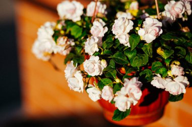 Kendin-yap çiçekleri. Begonya. Ev dekorasyonu. Bir gül gibi.
