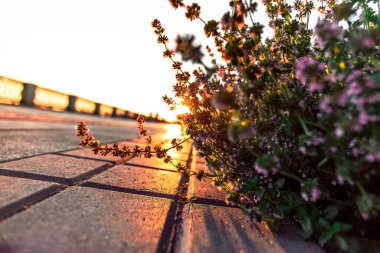 Güneşin ışınları set yoluna düşer. Toprakta çiçekler.