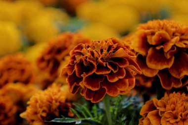 Sarı marigolds