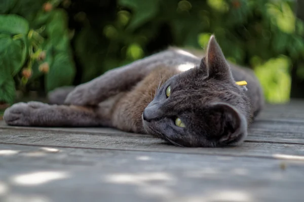 Gri kedi bir kutu üzerinde yalan