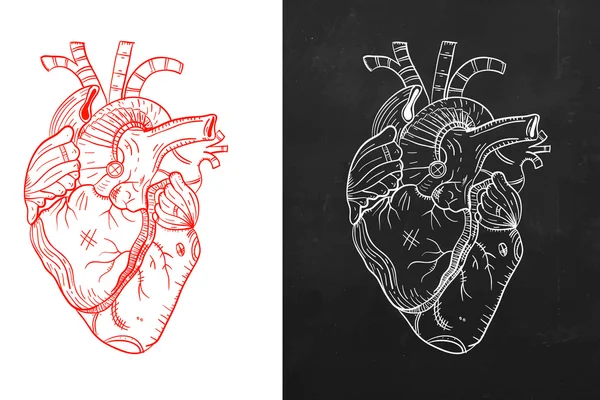 Serca, naturalne serce, serce szkic — Wektor stockowy