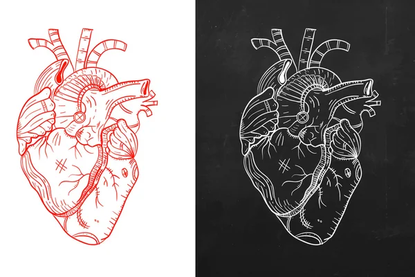 Cuore, cuore naturale, cuore schizzo — Vettoriale Stock