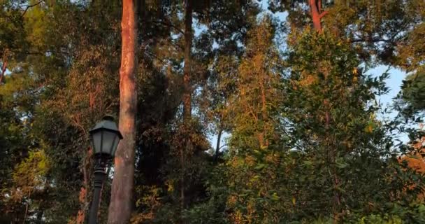 Scan View Beautiful Trees Top Garden — Stock Video