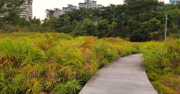 Vista Panorâmica Grama Verde Cultivada Jardim — Vídeo de Stock