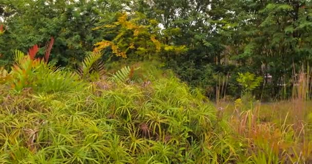 Grama Cultivada Verde Jardim — Vídeo de Stock