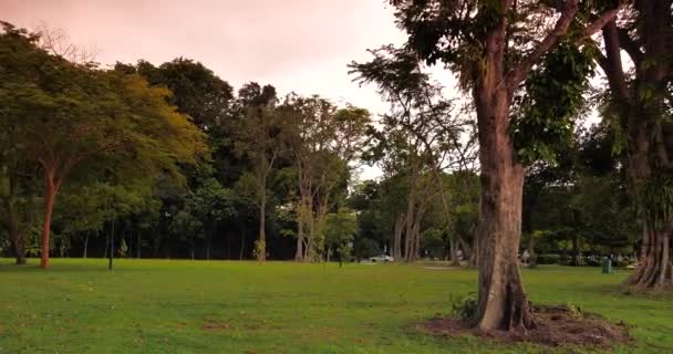 Vue Panoramique Sur Les Arbres Côté Mer — Video