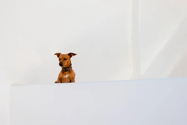 Cane Sul Muro Isola Santorini Grecia — Foto Stock