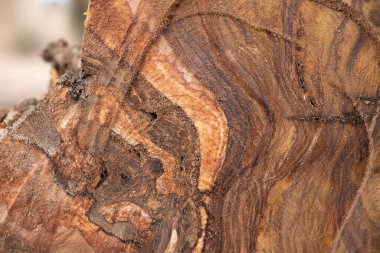 Ahşap kesimli yakın plan görüntüsü doğal bir arka plan duvar kağıdı oluşturur.