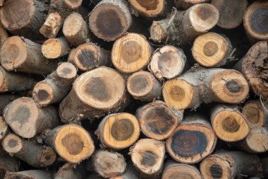 Doğal arka plan duvar kağıdı yapan odun yığınları.