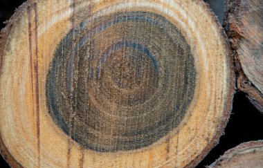 Siyah ve kahverengi doğal görünen ağaç arkaplanı.