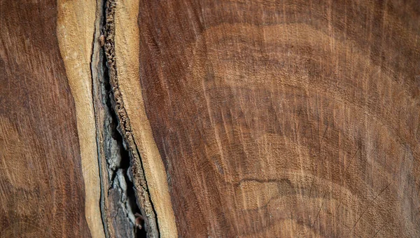 自然に切り離された木の枝の見え方背景を作る — ストック写真