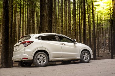 Arka planda güneş ışığıyla orman ağaçlarının arasından araba sürmek..