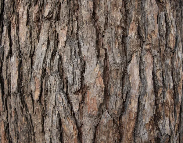 Closeup View Wooden Crust Tree — Stock Photo, Image