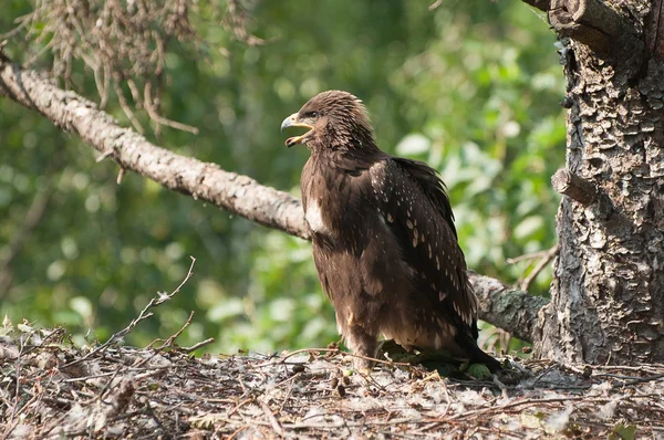 Águila manchada menor — Foto de Stock