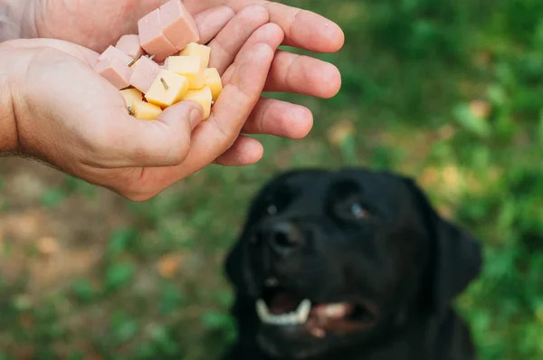 Doghunter: man gives dog food with nails — Stock Photo, Image